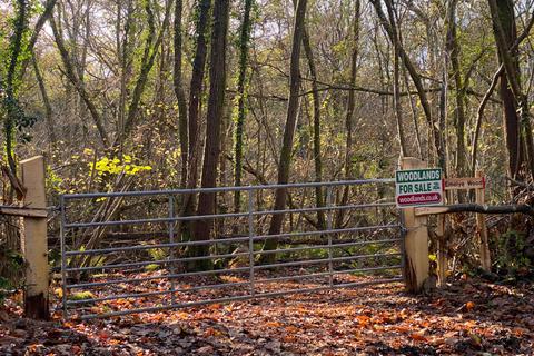 undefined, Emelye Wood (about 5 acres), Kilndown, near Tunbridge Wells, Kent TN17