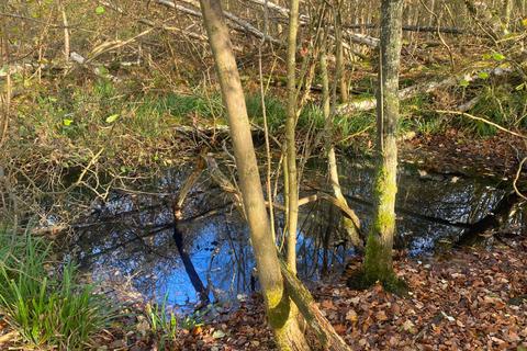 undefined, Emelye Wood (about 5 acres), Kilndown, near Tunbridge Wells, Kent TN17