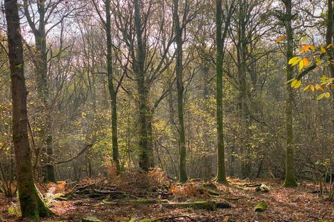 undefined, Emelye Wood (about 5 acres), Kilndown, near Tunbridge Wells, Kent TN17