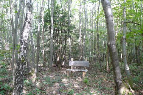 undefined, Hartbeech Wood (over 8 acres), Garlinge Green, Canterbury, Kent CT4