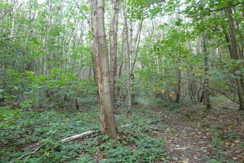 undefined, Hartbeech Wood (over 8 acres), Garlinge Green, Canterbury, Kent CT4