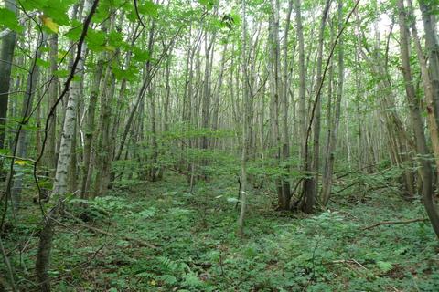 undefined, Hartbeech Wood (over 8 acres), Garlinge Green, Canterbury, Kent CT4