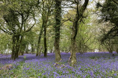 undefined, Gaia Wood (nearly 3 acres), Higher Kingcombe, Dorset  DT2