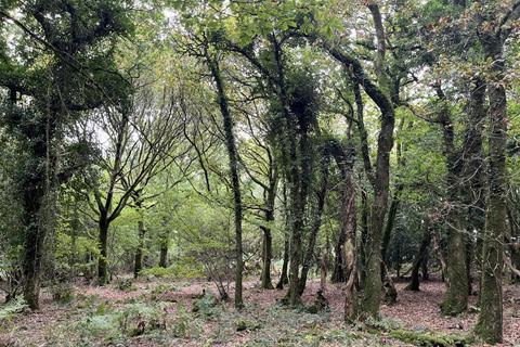 undefined, Gaia Wood (nearly 3 acres), Higher Kingcombe, Dorset  DT2