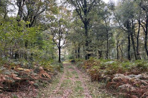 undefined, Gaia Wood (nearly 3 acres), Higher Kingcombe, Dorset  DT2