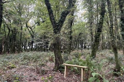 undefined, Gaia Wood (nearly 3 acres), Higher Kingcombe, Dorset  DT2