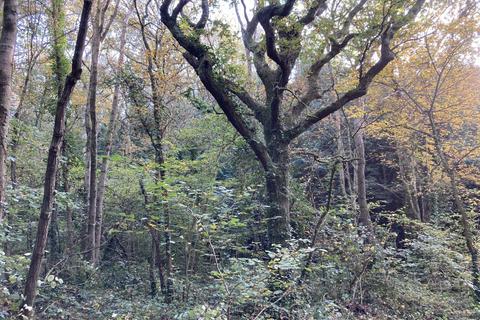 undefined, Calamint Wood (about 6 acres), Ryde, Isle of Wight PO33