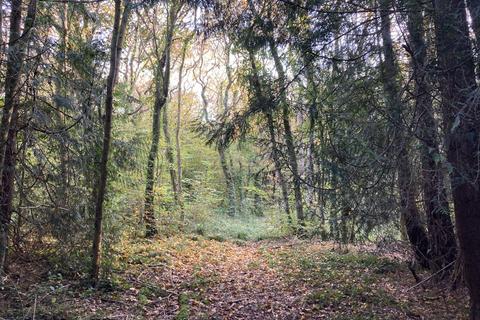 undefined, Calamint Wood (about 6 acres), Ryde, Isle of Wight PO33