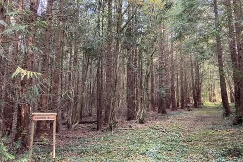 undefined, Calamint Wood (about 6 acres), Ryde, Isle of Wight PO33