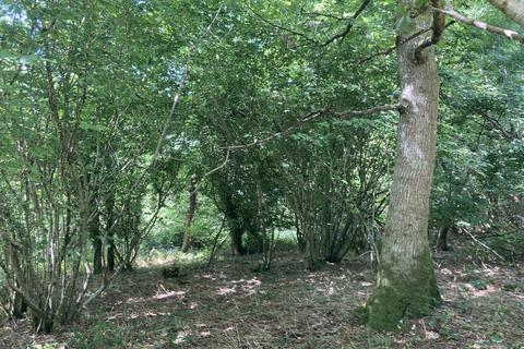 undefined, Chase Wood (5.5 acres), Higher Kingcombe, Dorset DT2