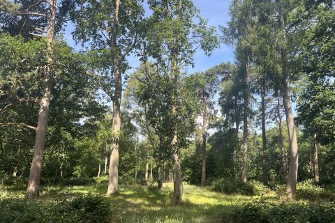 undefined, Hornbill Wood (about 3 and two third acres), Clifton Hampden, Abingdon, Oxfordshire OX44