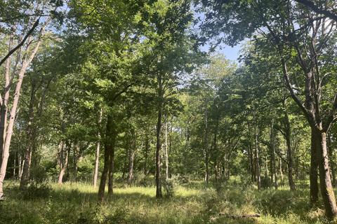 undefined, Flittern Wood (2 and three quarter acres), Clifton Hampden, Abingdon, Oxfordshire OX44