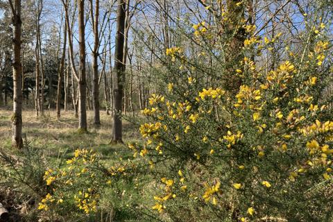 undefined, Flittern Wood (2 and three quarter acres), Clifton Hampden, Abingdon, Oxfordshire OX44