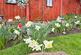 Additional image 25 of Grindley Gardens, Ellesmere Port