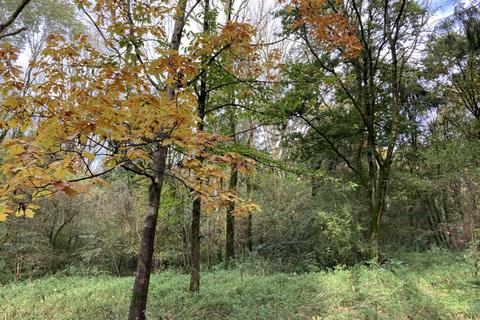 undefined, Conigre Wood (about 3 and a third acres), Bradford-on-avon, Wiltshire BA15