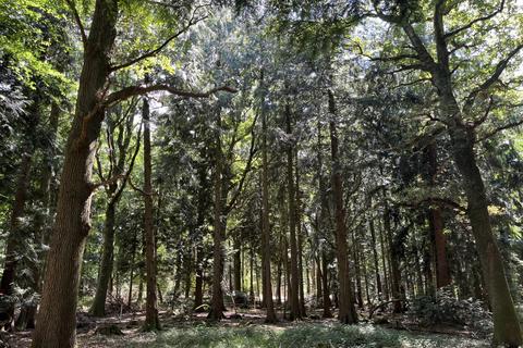 undefined, Leader Copse (about 6 acres), Tadley, Basingstoke, Hampshire RG26