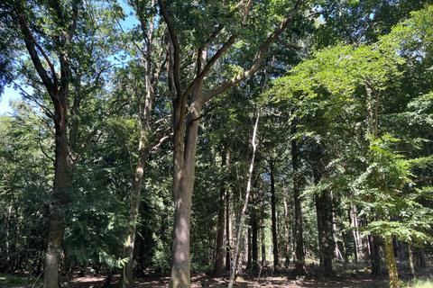 undefined, Leader Copse (about 6 acres), Tadley, Basingstoke, Hampshire RG26