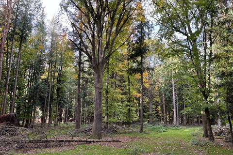 undefined, Gander Wood (about 4.5 acres), Tadley, Basingstoke, Hampshire RG26