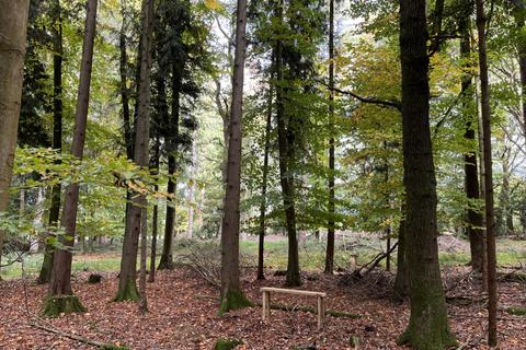 undefined, Gander Wood (about 4.5 acres), Tadley, Basingstoke, Hampshire RG26