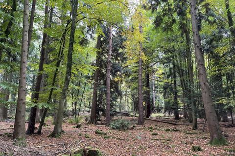 undefined, Gander Wood (about 4.5 acres), Tadley, Basingstoke, Hampshire RG26
