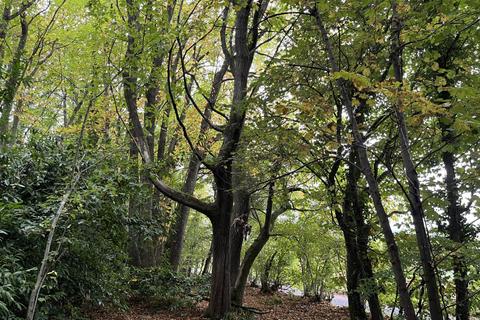 undefined, Wyndham Wood (about 3 acres), Teffont Magna, Salisbury, Wiltshire SP3
