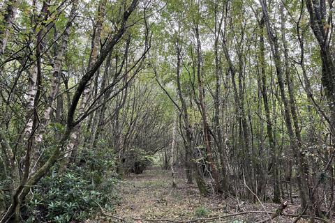 undefined, Wyndham Wood (about 3 acres), Teffont Magna, Salisbury, Wiltshire SP3