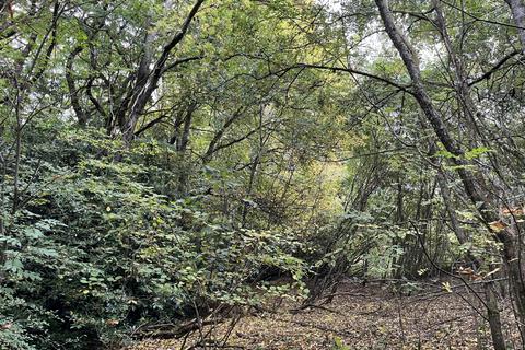 undefined, Wyndham Wood (about 3 acres), Teffont Magna, Salisbury, Wiltshire SP3