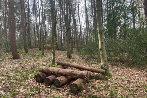 undefined, Stancliffe Wood, Chapeltown, South Yorkshire S35