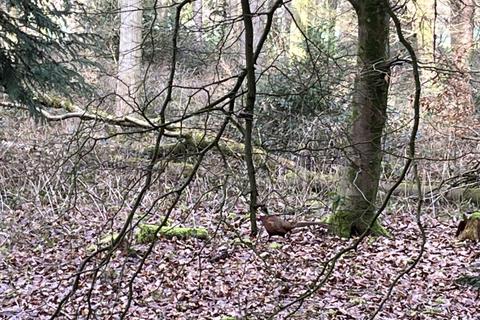 undefined, Sylvan Wood (about 4 acres), Crawley, Winchester, Hampshire SO21