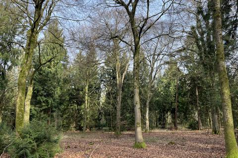 undefined, Sylvan Wood (about 4 acres), Crawley, Winchester, Hampshire SO21