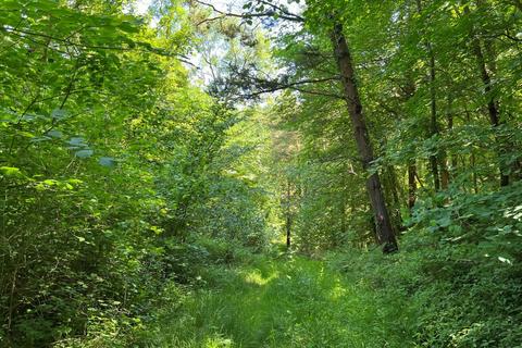 Woodland for sale, Dene Bank Wood (over 4 and a half acres) , Hart, Near Hartlepool, County Durham TS27