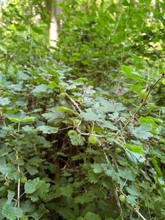 Woodland for sale, Dene Bank Wood (over 4 and a half acres) , Hart, Near Hartlepool, County Durham TS27