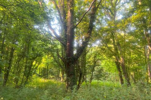 Woodland for sale, Mere Brow Wood (almost 13 acres), Mere Brow, Preston, Lancashire PR4