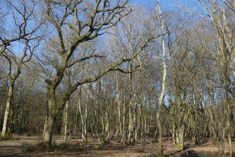 undefined, Buckwell Wood, Leaden Roding, near Great Dunmow, Essex CM6