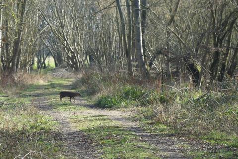 undefined, Buckwell Wood, Leaden Roding, near Great Dunmow, Essex CM6