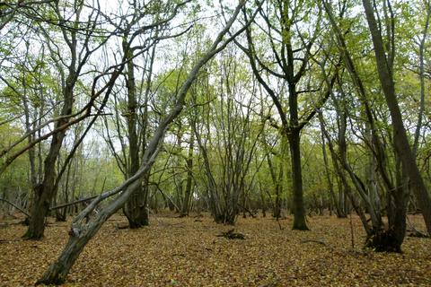 undefined, Buckwell Wood, Leaden Roding, near Great Dunmow, Essex CM6