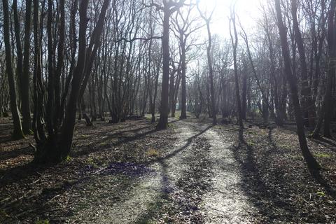 undefined, Buckwell Wood, Leaden Roding, near Great Dunmow, Essex CM6