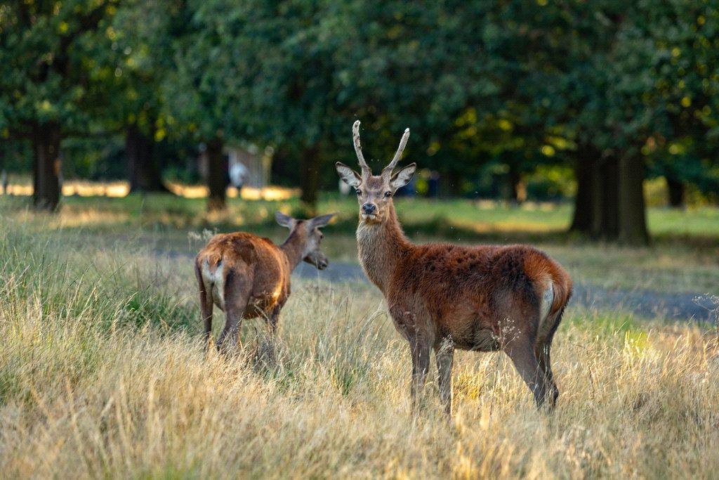 Richmond Park