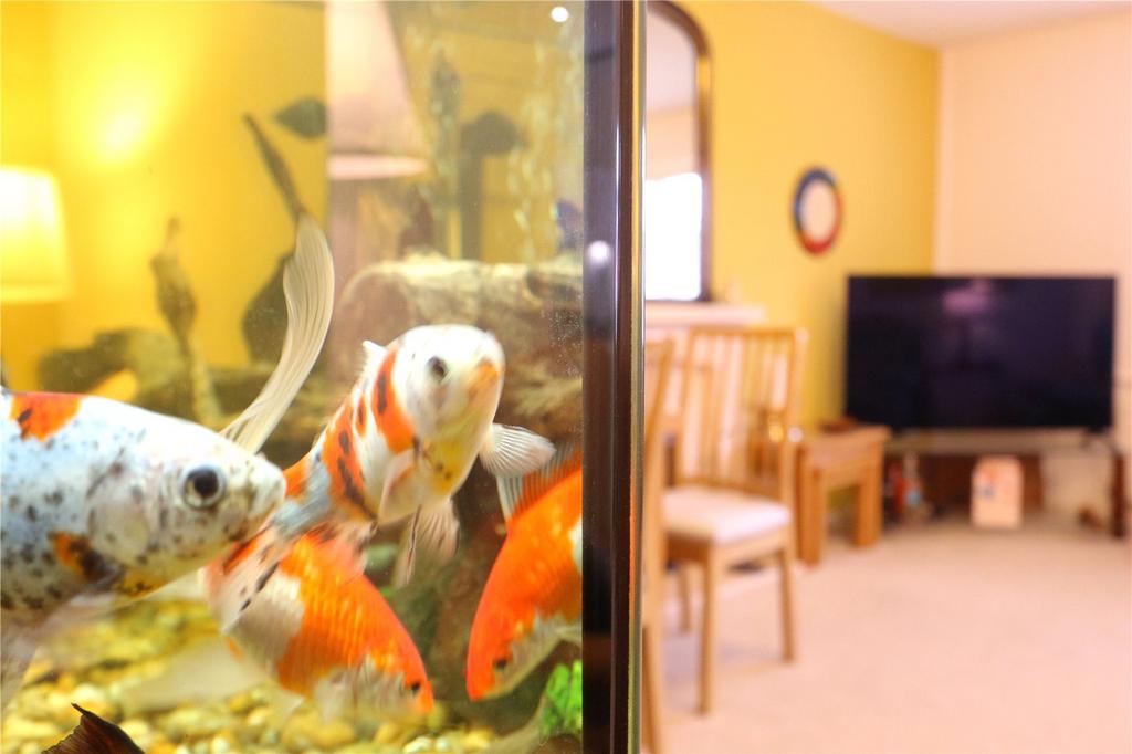Fish