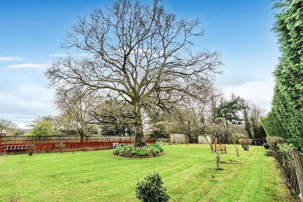 Garden and Oak Tree