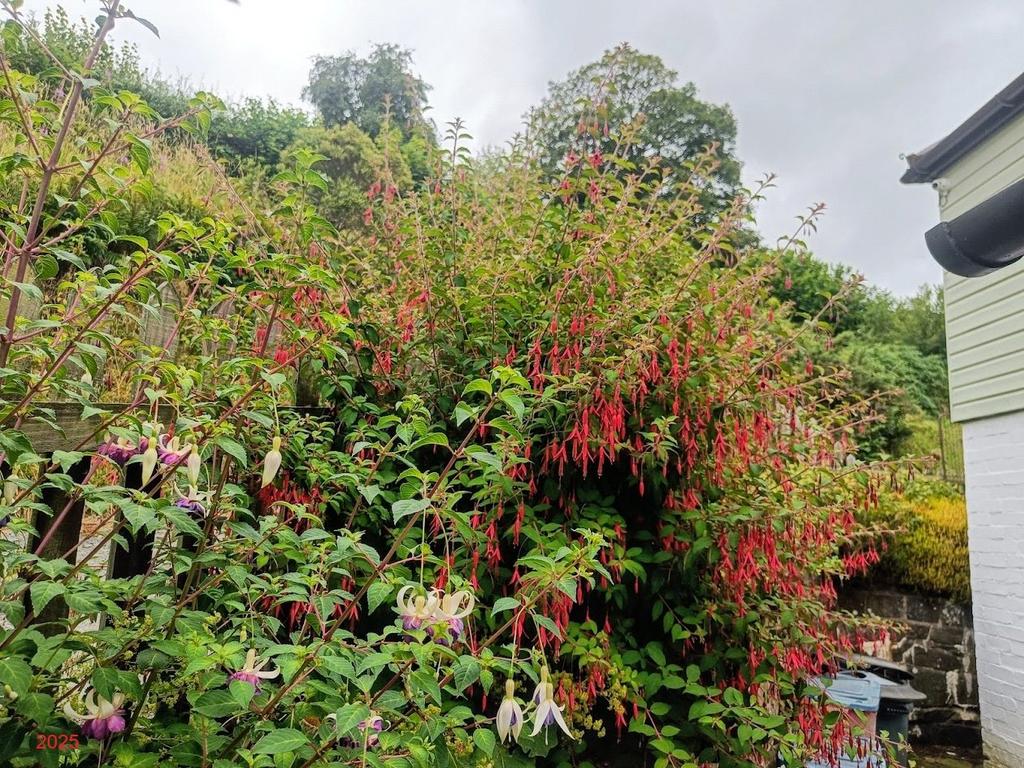 Picture No. 67
