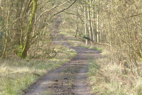undefined, Great Wood, Stocksfield, Northumberland. NE42