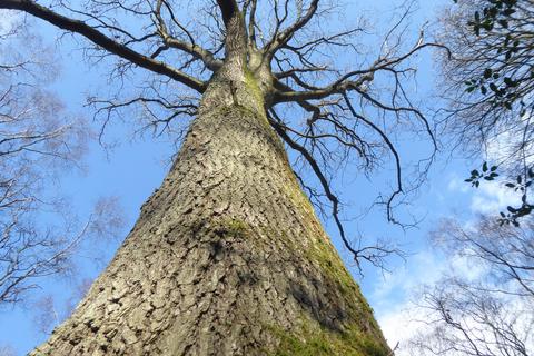 undefined, Great Wood, Stocksfield, Northumberland. NE42
