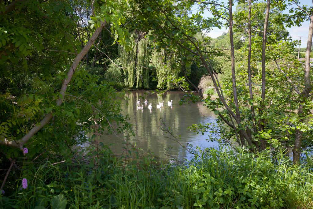 The Mill Pond