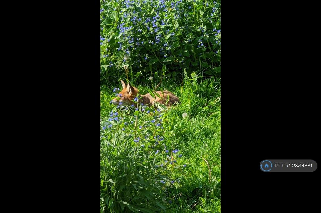 Resident Fox Cub Chilling Out