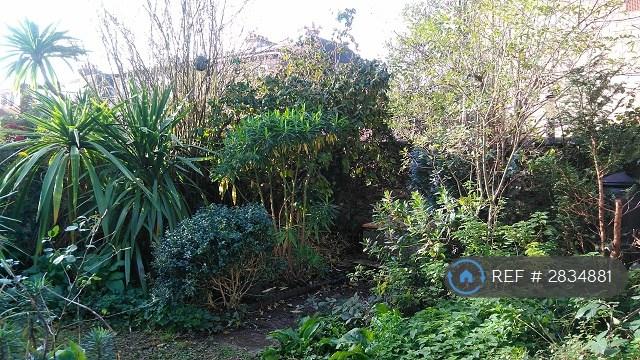 Shrubs - Now In Need Of a Trim