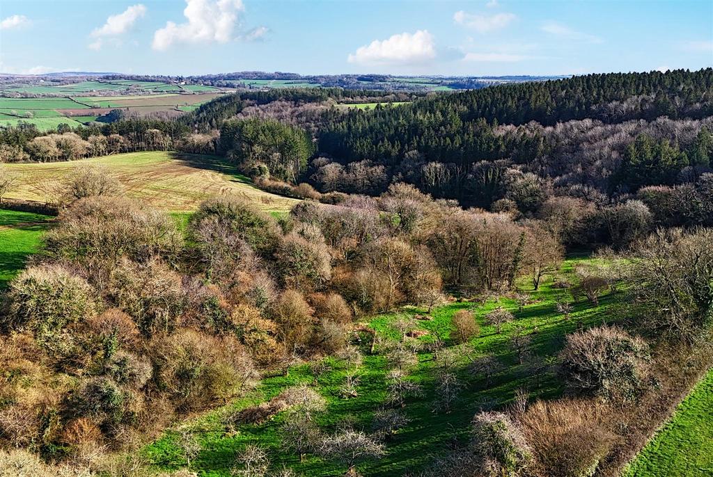 Orchard from Drone