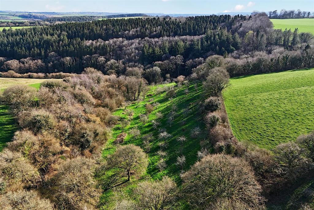 Orchard from Drone