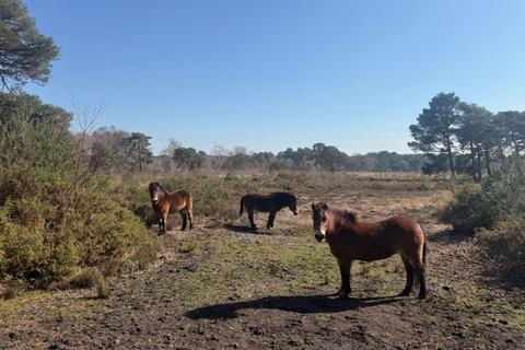undefined, Land to the North of the A35, Land to the West of Roman Road, Upton Heath, Corfe Mullen, Dorset, BH16 5QW