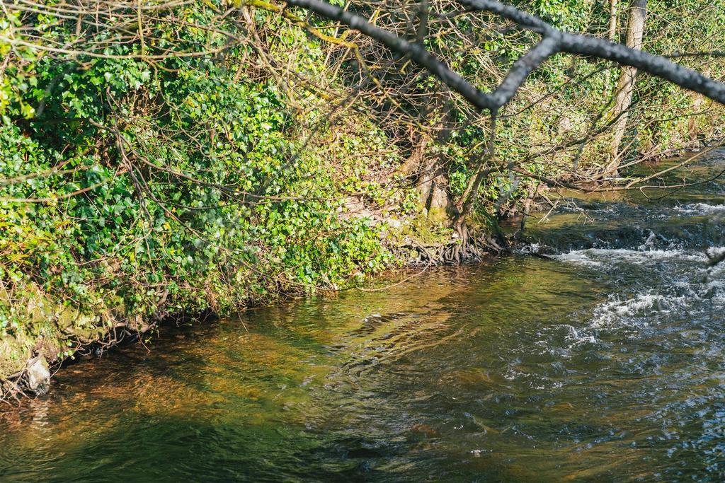 Peasy Beck